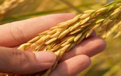 Peningkatan Ekonomi Masyarakat Daerah Tambang