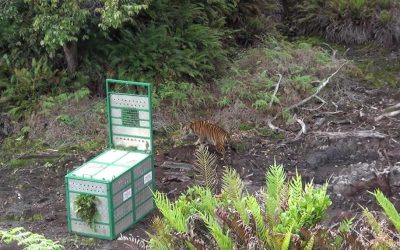 3 Cara Agincourt dalam Menjaga Biodiversity di Lingkungan Pertambangan