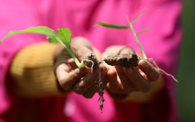 Aktivitas Agincourt yang Mendukung Keberlanjutan Lingkungan