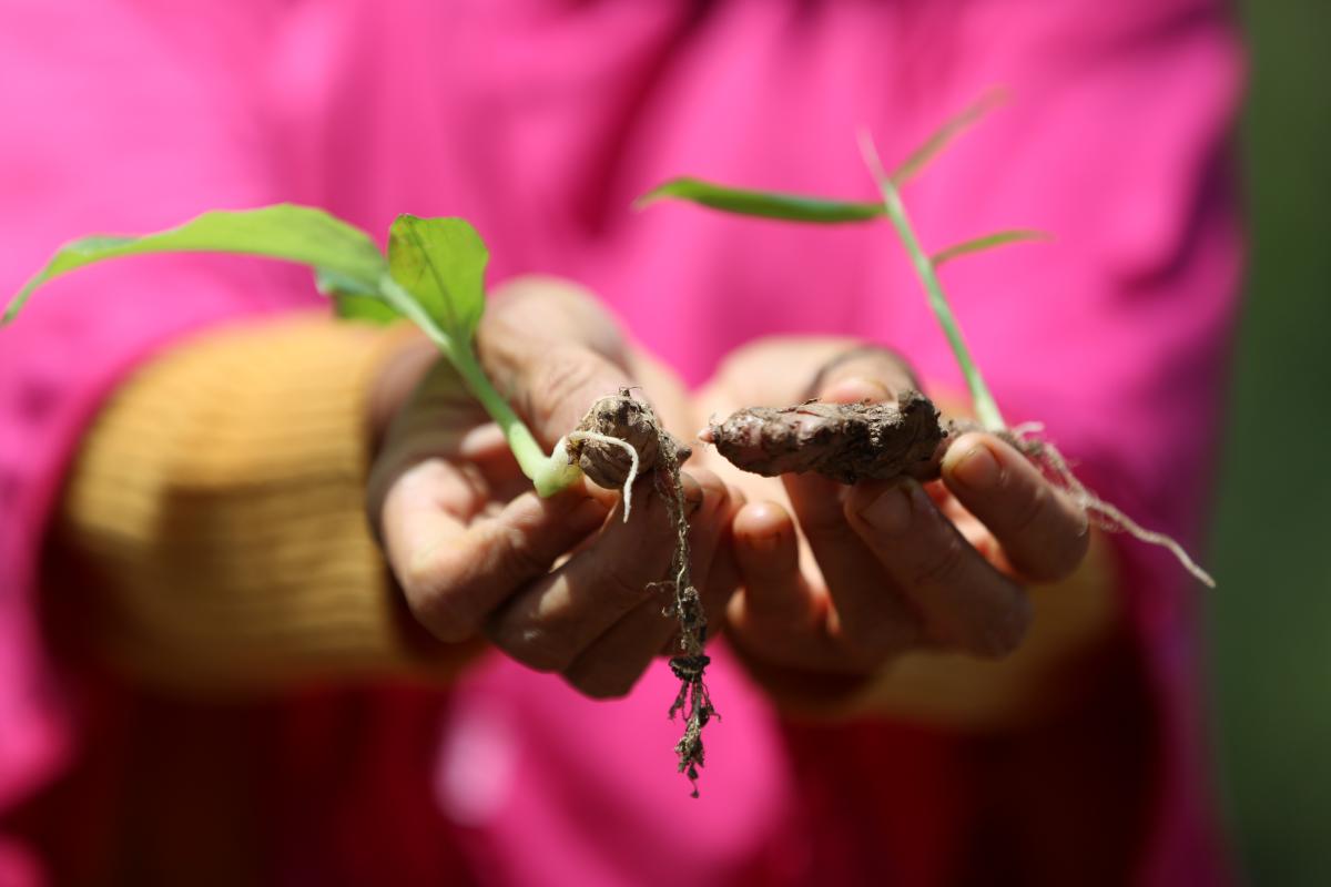 Aktivitas Agincourt yang Mendukung Keberlanjutan Lingkungan | Agincourt