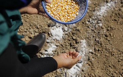 Inilah Kebijakan Lingkungan yang Diterapkan oleh Agincourt