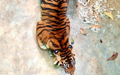 Tindakan Mengedepankan Keanekaragaman Hayati di Daerah Pertambangan