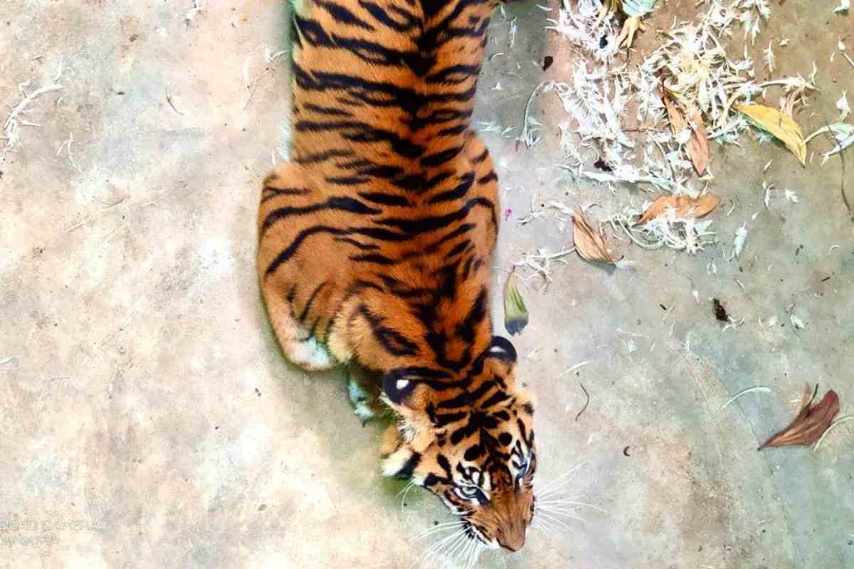 tindakan-mengedepankan-keanekaragaman-hayati-di-daerah-pertambangan-agincourt