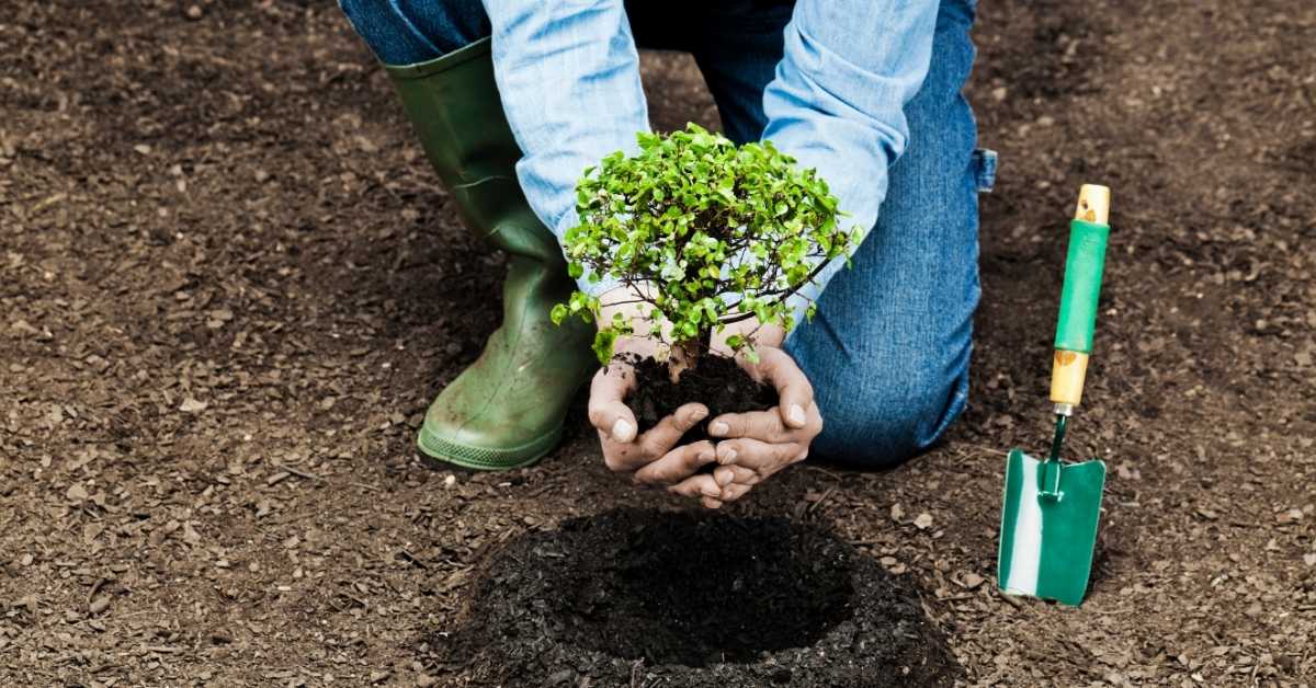 menjaga-lingkungan-pertambangan-emas-dengan-revegetasi-agincourt