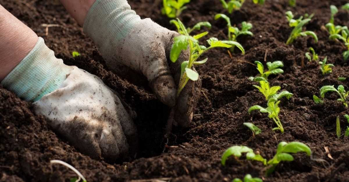 begini-alasan-reboisasi-hutan-perlu-dilakukan-ketika-umur-tambang-habis-agincourt begini-alasan-reboisasi-hutan-perlu-dilakukan-ketika-umur-tambang-habis-agincourt