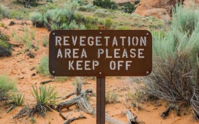 Revegetasi Adalah Upaya Menjaga Lingkungan Pasca Tambang, Begini Penjelasannya