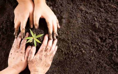 ​​Cara Rehabilitasi Lahan Tambang Kritis Menjadi Produktif