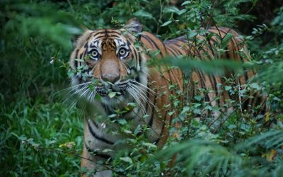 Flying Tigers, Literally