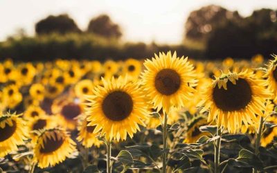 Bunga Matahari Salah Satu Tanaman Fitoremediasi, Simak  Lainnya!