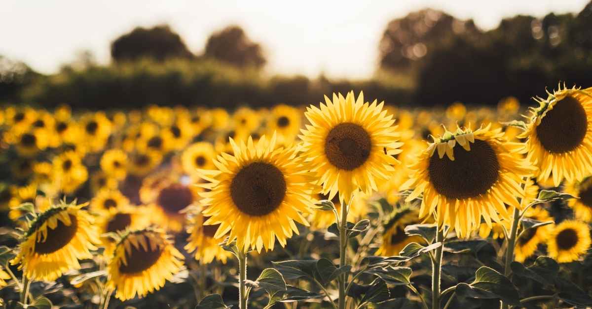 bunga-matahari-agincourt