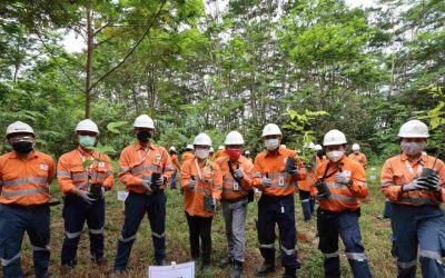 10 Tanaman Fitoremediasi dan Fungsinya