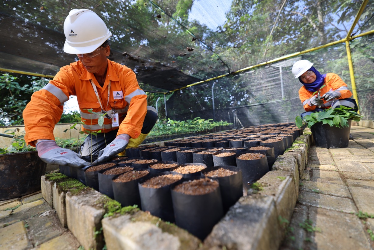 Improving Environmental Quality of the Surrounding Mining Area by Tree Planting