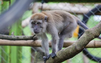 PTAR’s Efforts for Protecting the Wildlife Around the Mine