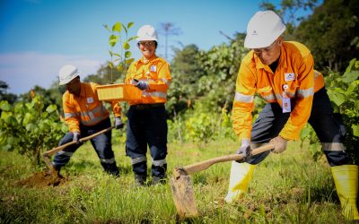 Mining and Forest Reclamation Absolute Rules