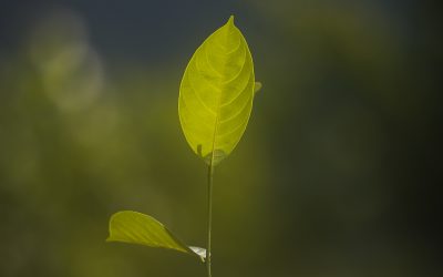 Planting Mangrove Seeds, PTAR Preserves the Central Tapanuli Coastal Area