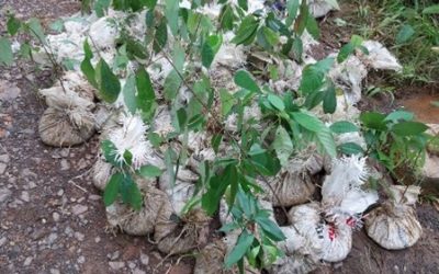 Agincourt Resources Undertakes In-situ Conservation for Native Plants in Batangtoru