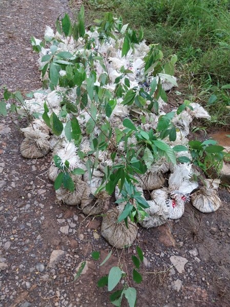 agincourt-resources-undertakes-in-situ-conservation-for-native-plants-in-batangtoru
