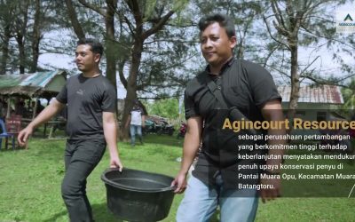 Pelepasan Tukik di Pantai Barat, Muara Opu, Kecamatan Muara Batangtoru