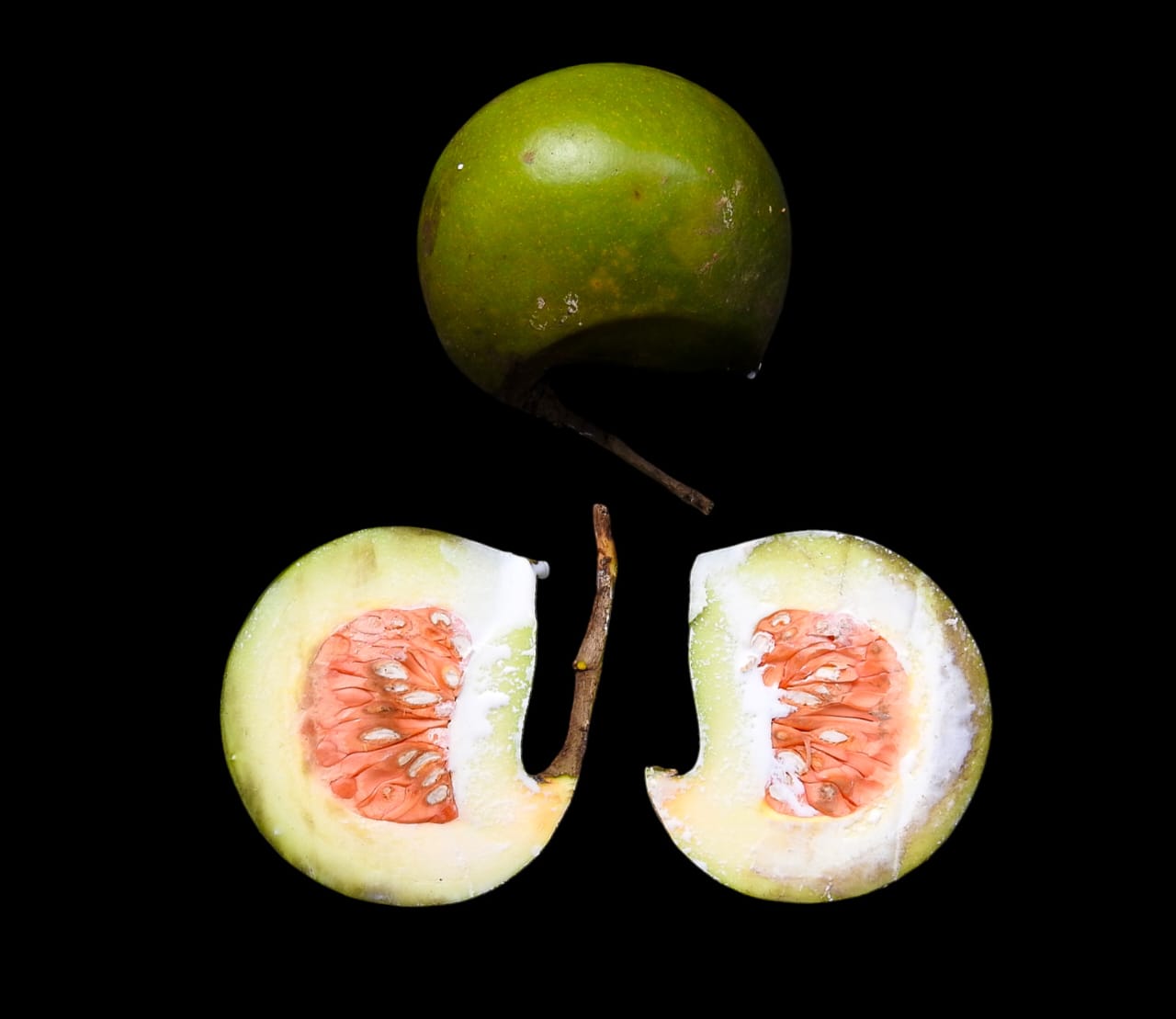 Protect and Conserve Primates by Developing Local Tree Seeds and Seedlings Content