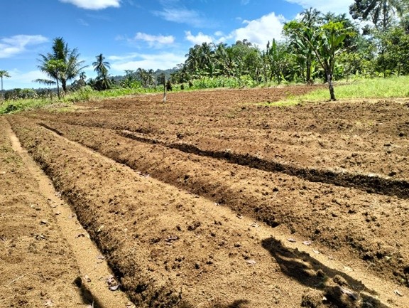 Sipenggeng Village Residents Initiate Red Onion Cultivation for Economic Development and Welfare Content 3
