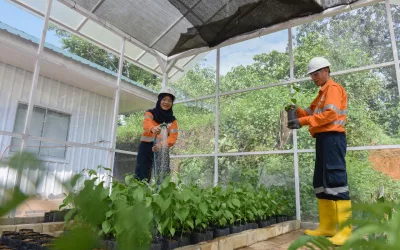 Celebrate World Environment Day Martabe Gold Mine Plants Thousands of Trees and Expands Plant Nursery Facilities