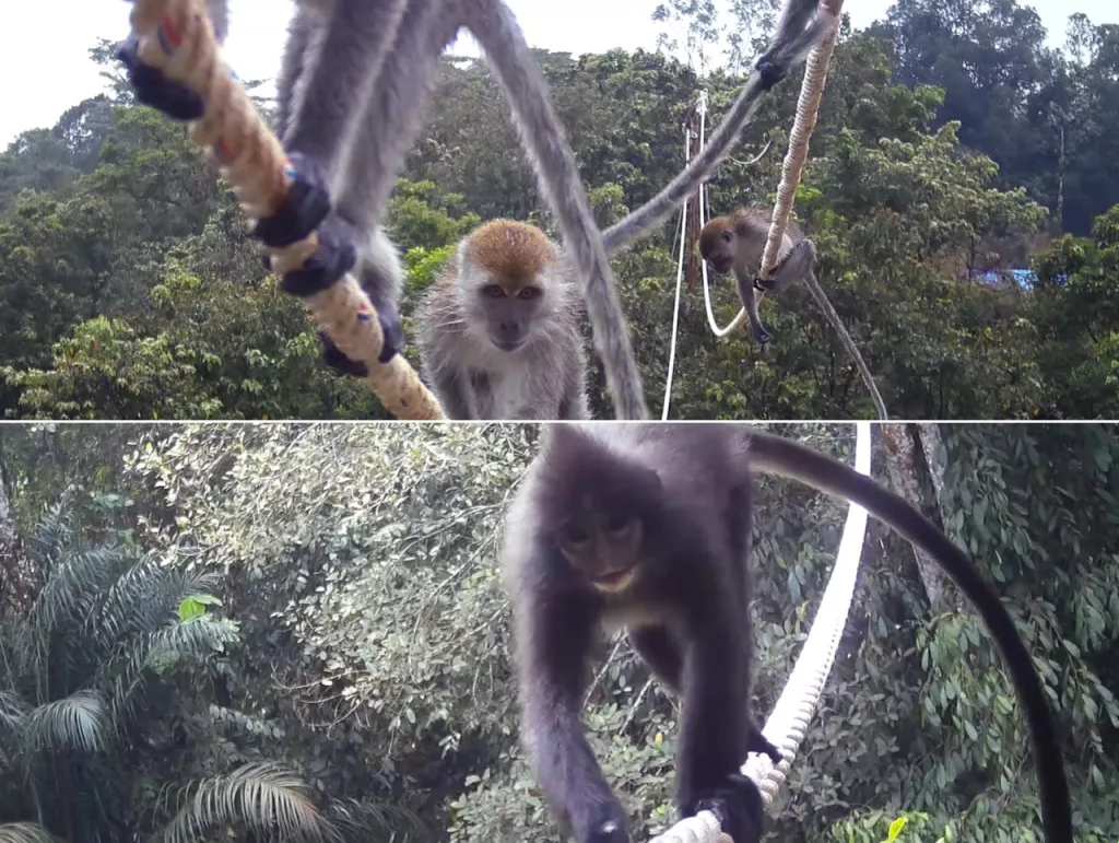 Photo 2: Several primates on an arboreal bridge in the Martabe Gold Mine area captured by a camera trap.