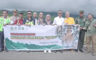 Agincourt Resources Deploys Helicopter, Successfully Releases Sumatran Tiger “Senja” into TNGL