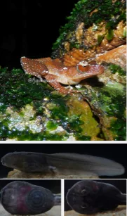 katak-mutiara-penjaga-hening-hutan-yang-berharga 2