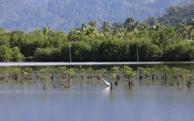 Biodiversity in Batang Toru:Creating Conservation Spaces as Agincourt Resources’ Commitment to Ecosystem Protection