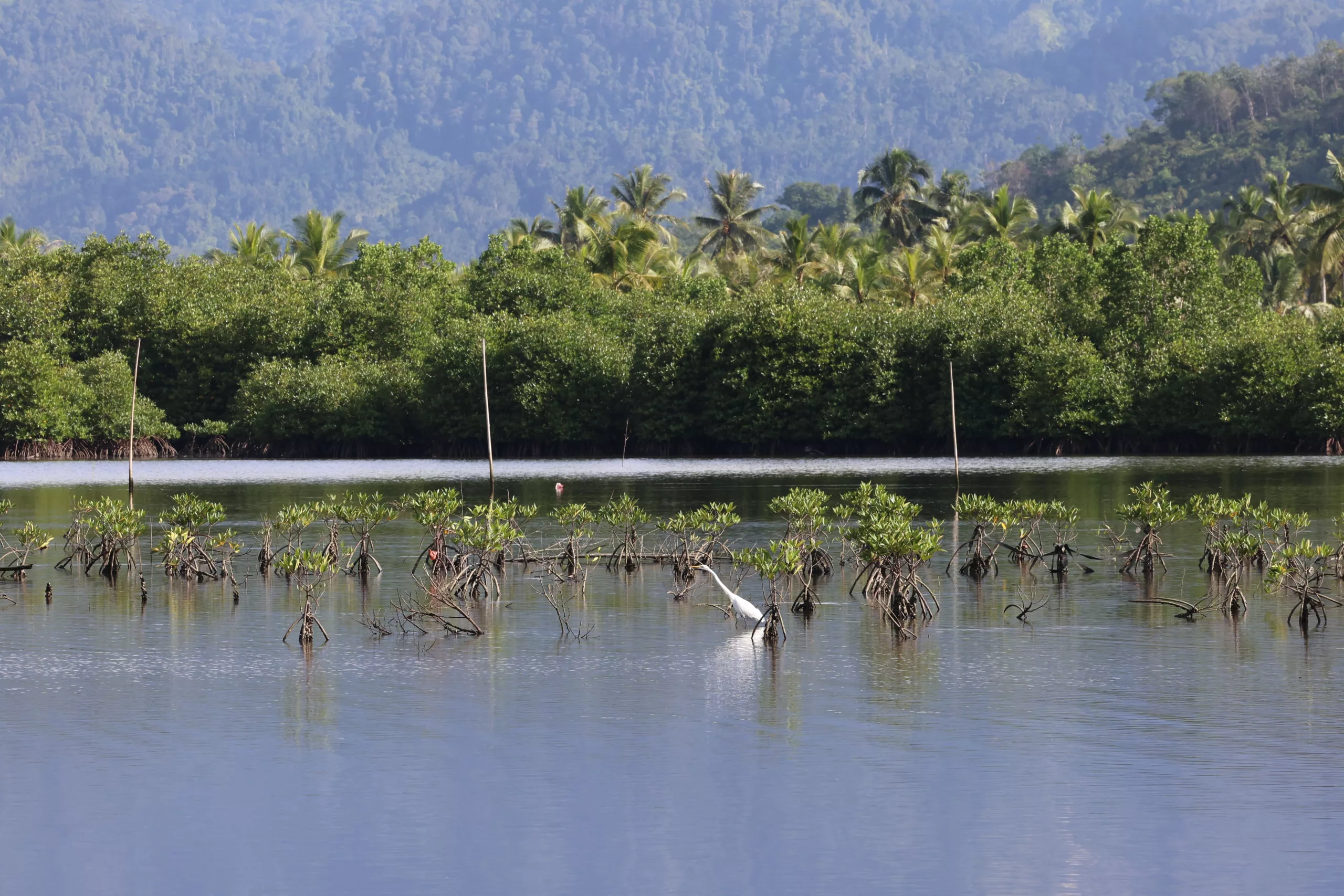 menciptakan-ruang-konservasi-sebagai-upaya-agincourt-resources-menjaga-ekosistem menciptakan-ruang-konservasi-sebagai-upaya-agincourt-resources-menjaga-ekosistem