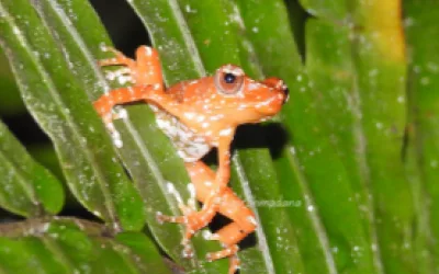 The Pearl Frog, A Silent Guardian of the Forest 