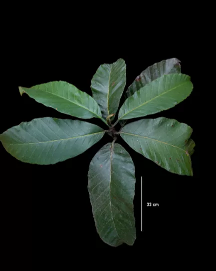 torop-the-guardian-of-the-forest-and-food-source-for-the-tapanuli-orangutan