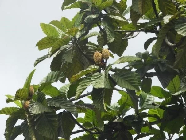 torop-sang-penjaga-hutan-dan-pakan-orangutan-tapanuli torop-sang-penjaga-hutan-dan-pakan-orangutan-tapanuli