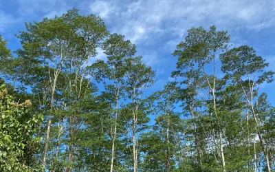 Henny Dump, Nadi Hijau Agincourt Resources Bersemi Lestari 