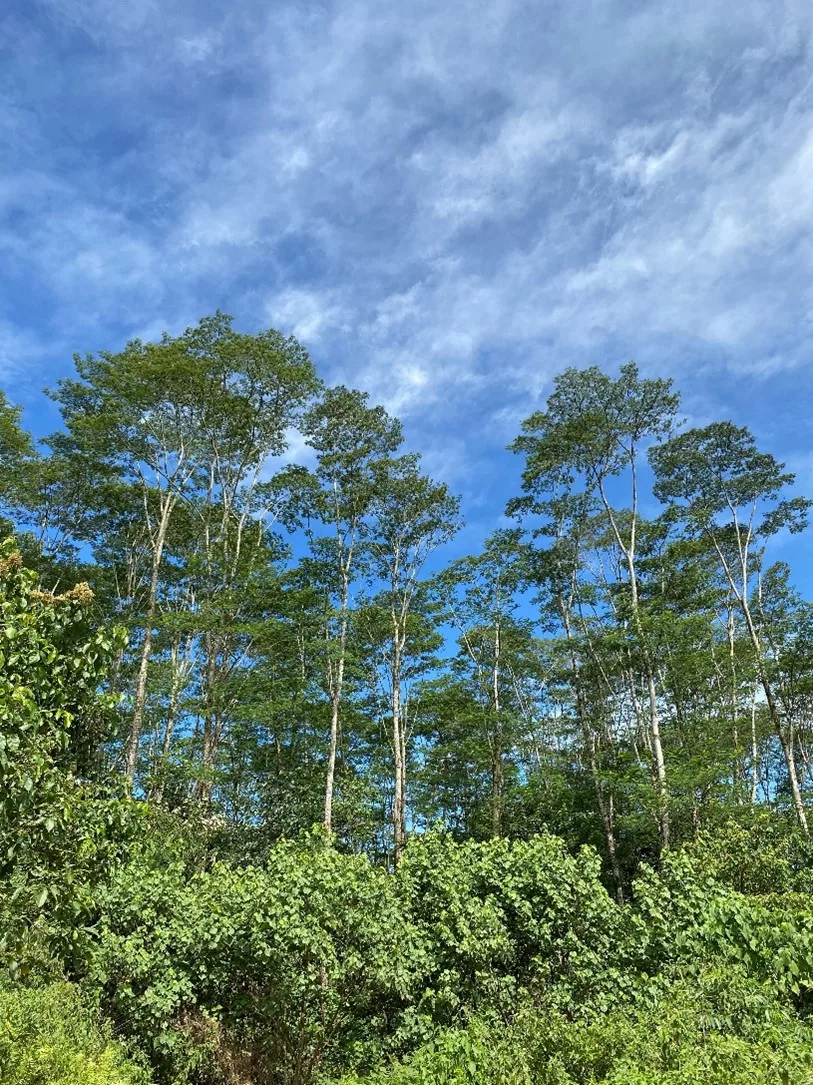 Henny Dump, Nadi Hijau Agincourt Resources Bersemi Lestari