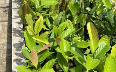 Gutta-Percha: A Radiant Forest Jewel, Wildlife Guardian, and Pillar of Land Reclamation