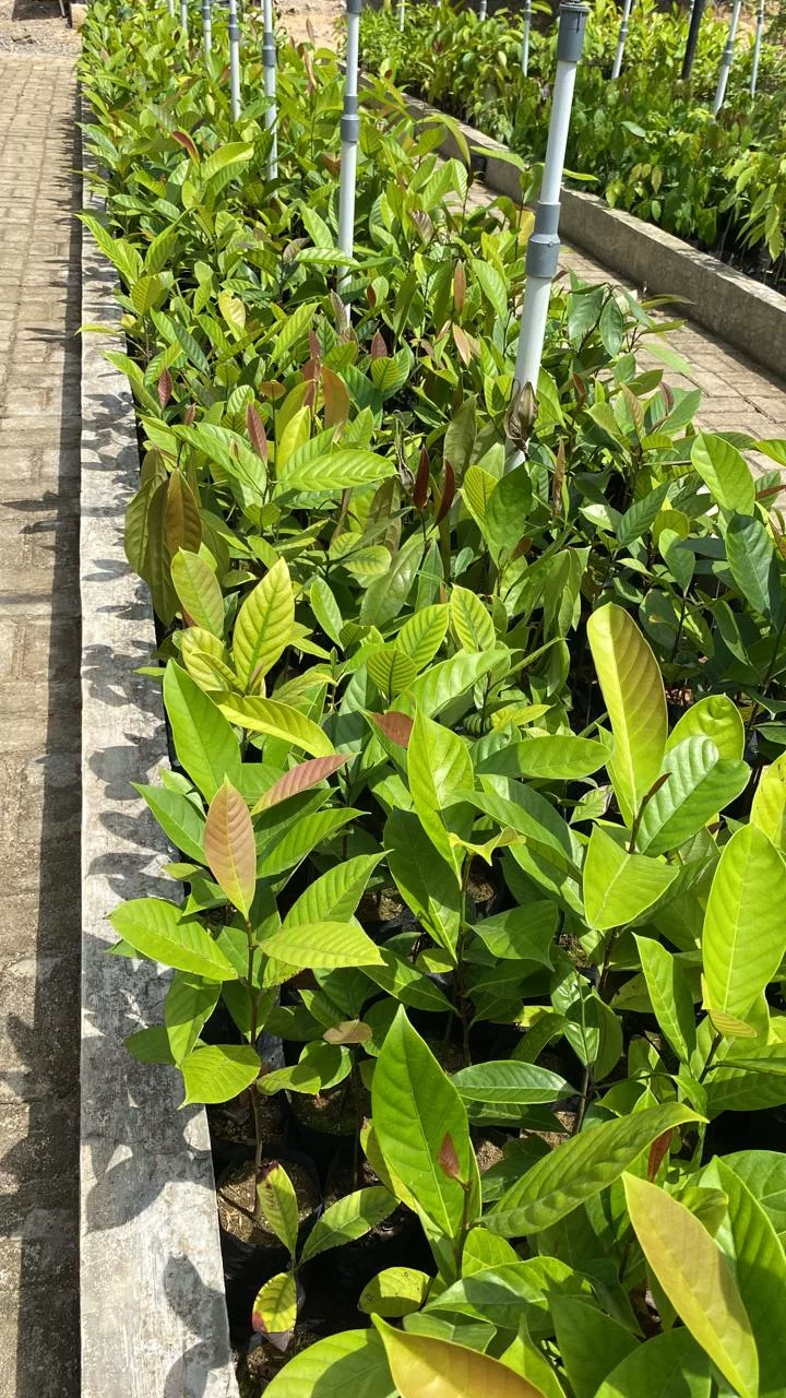 getah-perca-permata-hutan-yang-berseri-penjaga-satwa-liar-dan-penopang-reklamasi