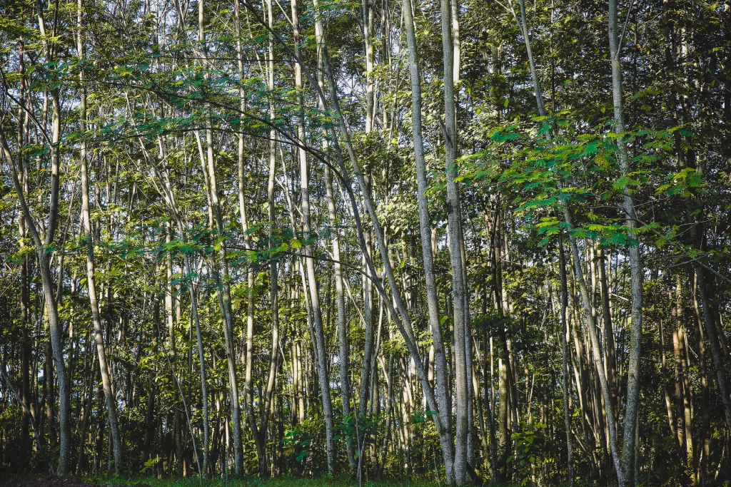 reklamasi-tambang-menanam-harapan-menjaga-masa-depan