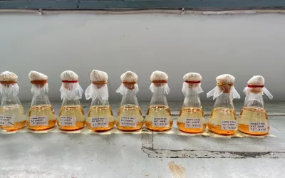 Bioremediation of Acid Mine Drainage: A New Hope for Sustainable Mining