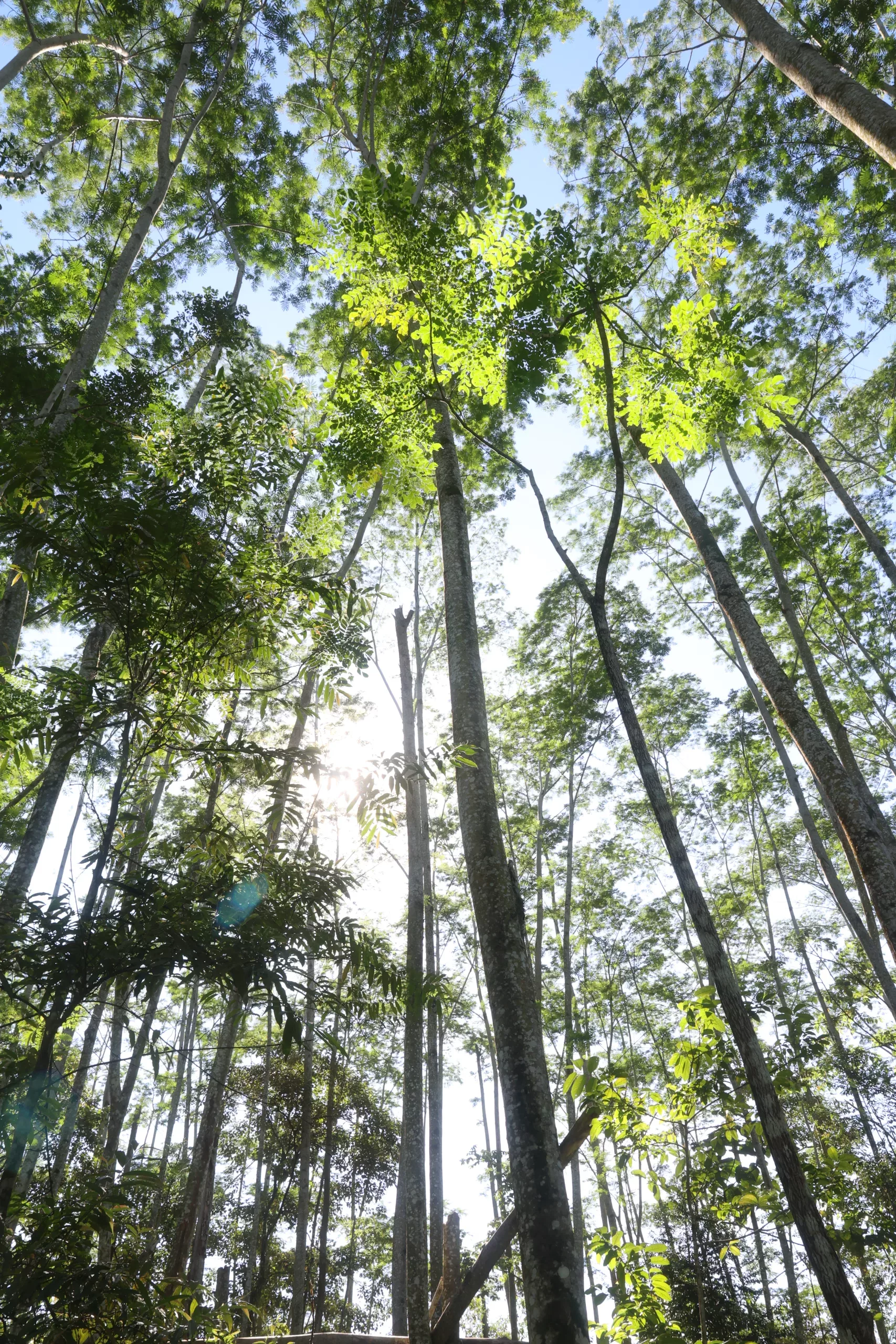 sengon-pohon-cepat-tumbuh-dengan-segudang-manfaat sengon-pohon-cepat-tumbuh-dengan-segudang-manfaat