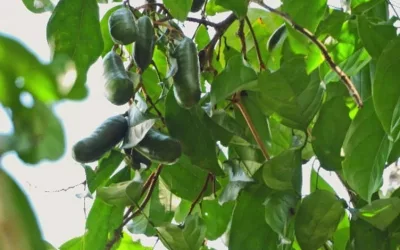 Kabau: A Food Source for Wildlife and Guardian of Tropical Ecosystems