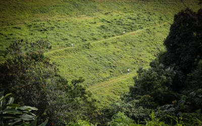 Hydroseeding, a Green Solution Restoring Nature
