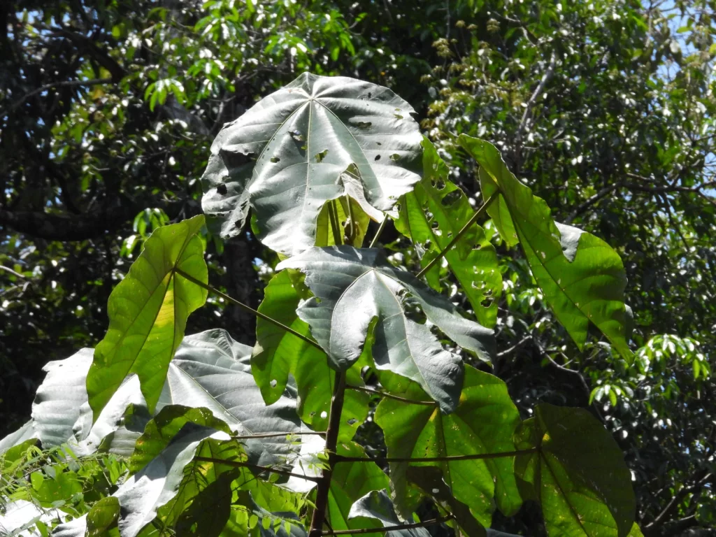 tumbuh-menjulang-menjaga-alam-peran-strategis-macaranga-gigantea-dalam-ekosistem-tropis