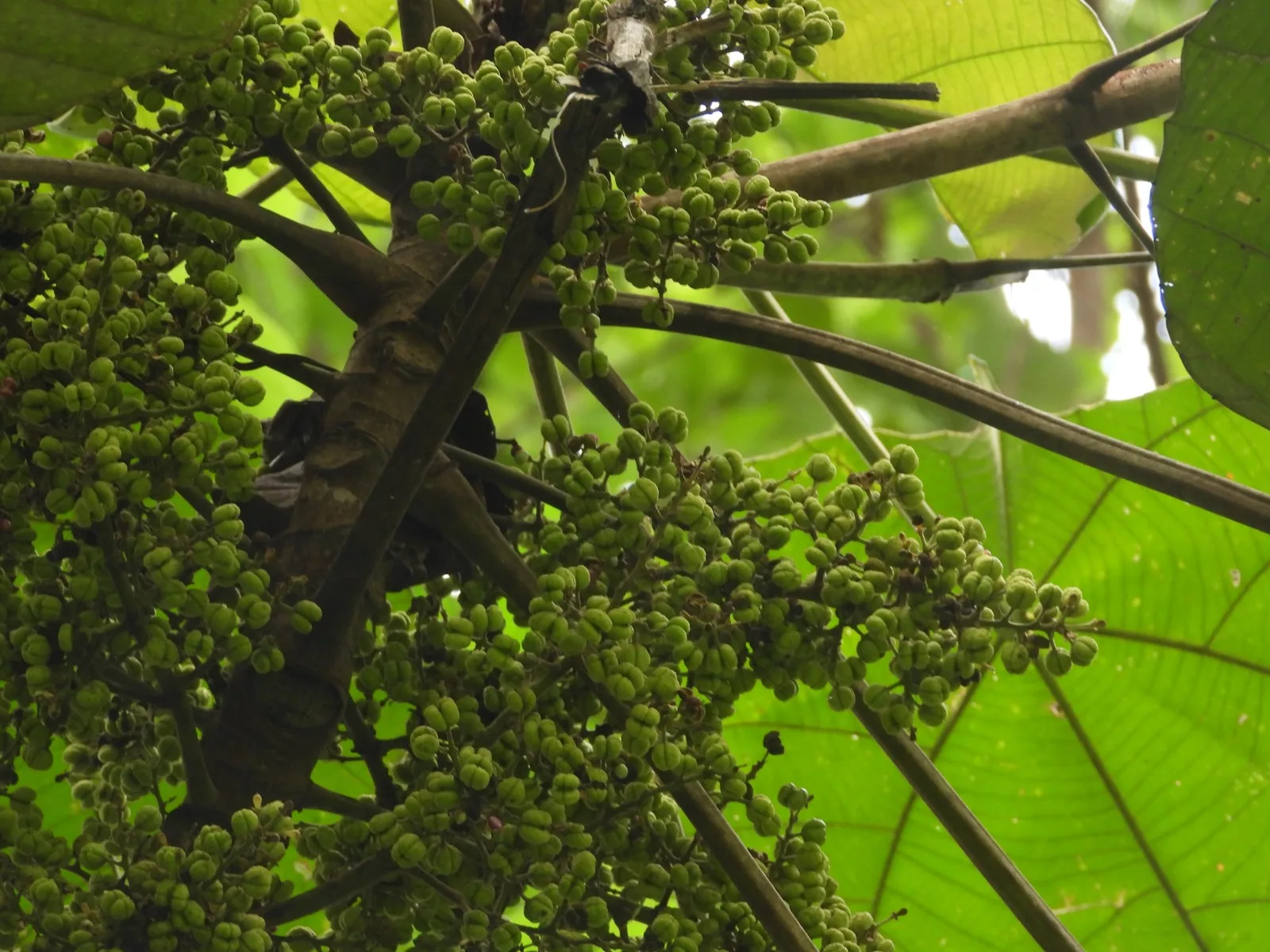 tumbuh-menjulang-menjaga-alam-peran-strategis-macaranga-gigantea-dalam-ekosistem-tropis