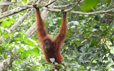 Discovering Keystone Species at Martabe Gold Mine