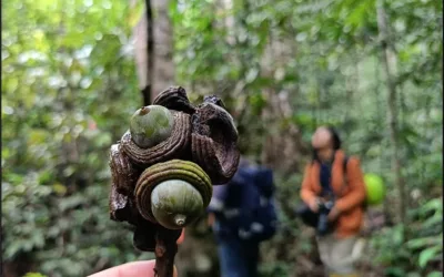 Geseng (Quercus gammeliflora) and Its Many Benefits