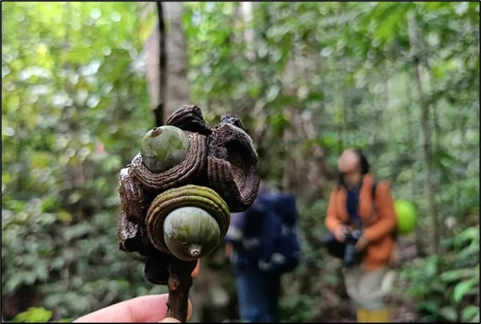 geseng-quercus-gammeliflora-dan-segala-manfaatnya