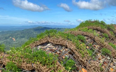 Pillow Ball Revegetation: An Environmental Restoration Solution